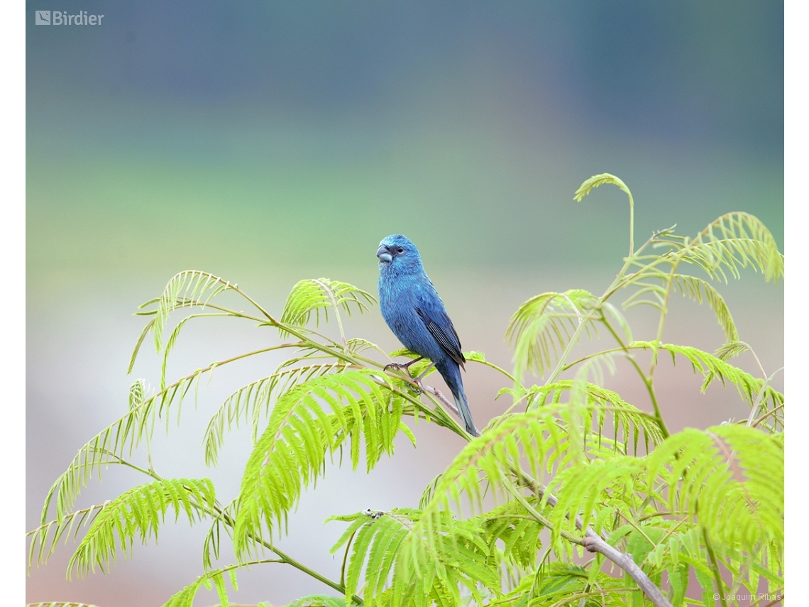 Cyanoloxia glaucocaerulea