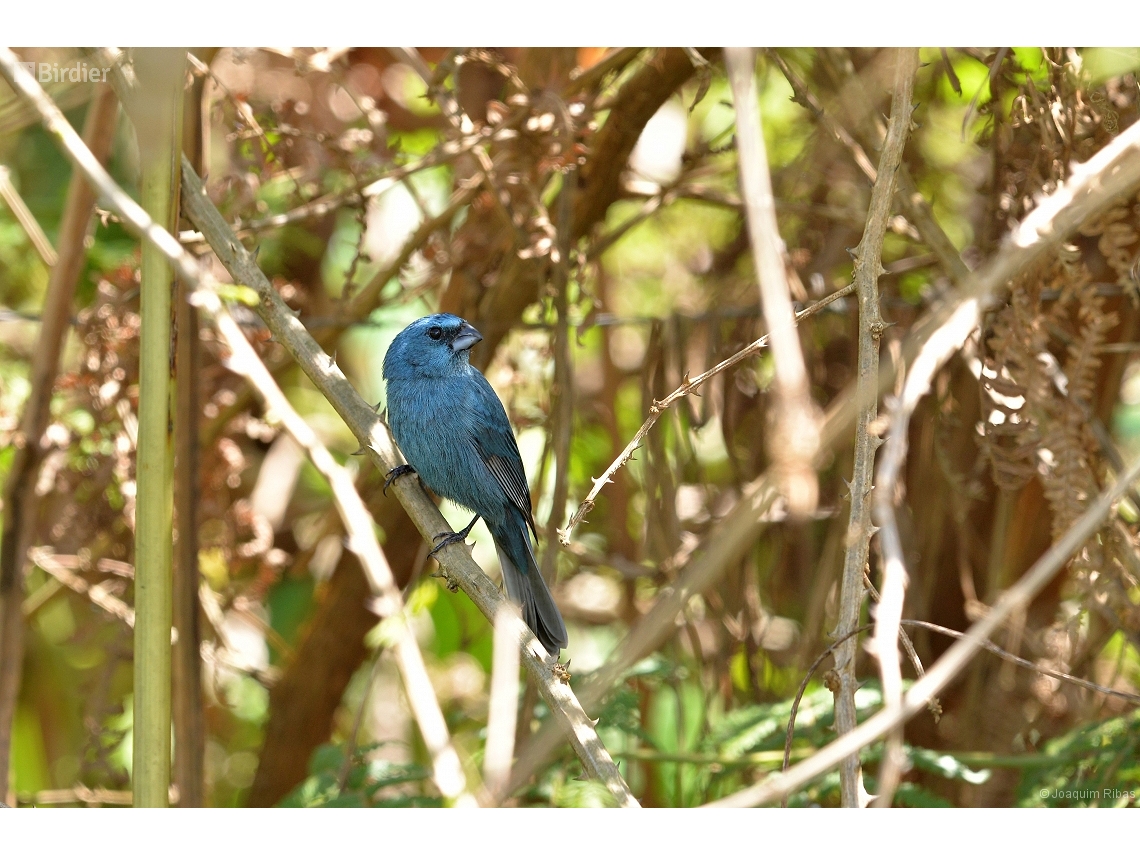 Cyanoloxia glaucocaerulea