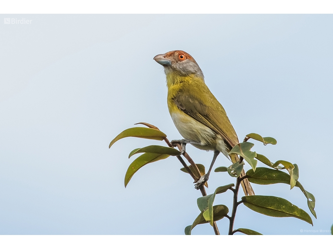 Cyclarhis gujanensis