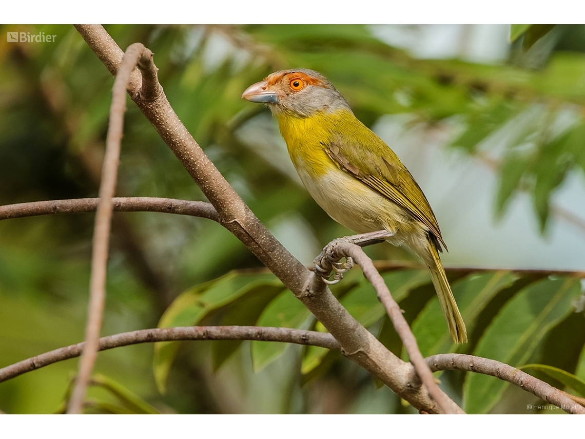 Cyclarhis gujanensis