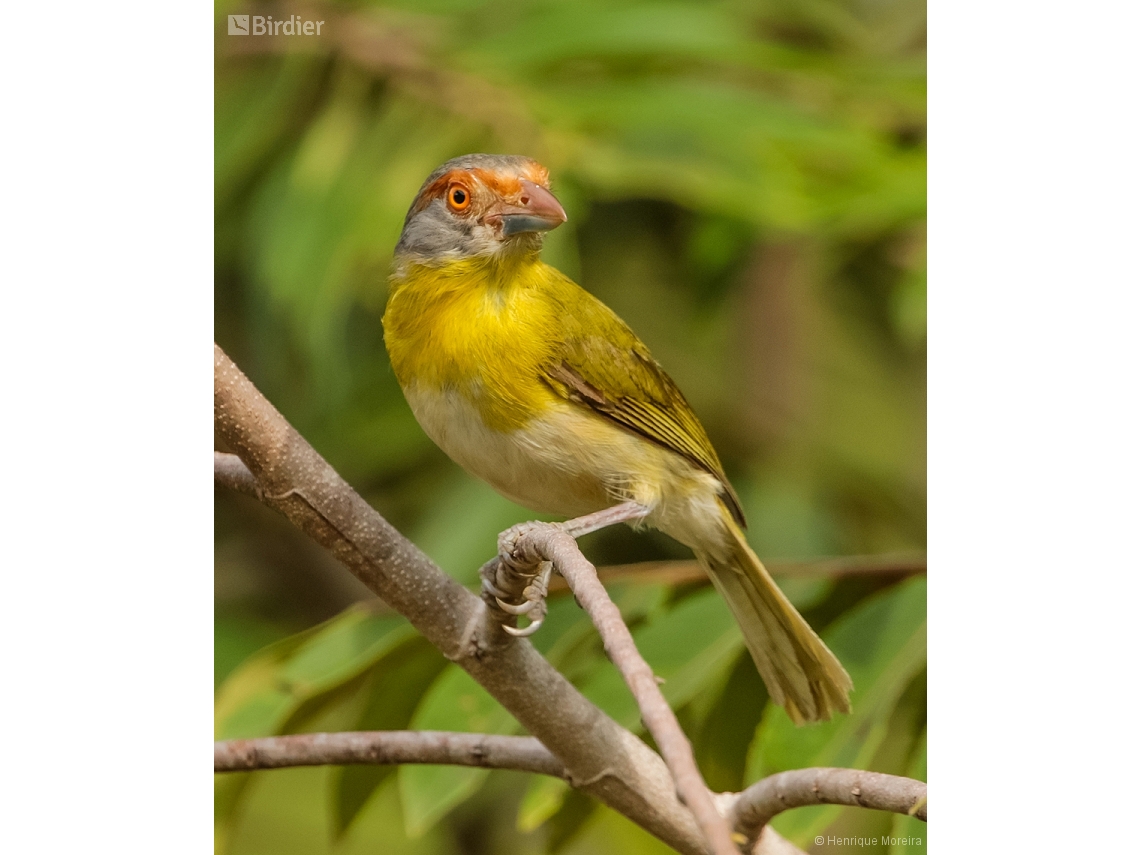 Cyclarhis gujanensis