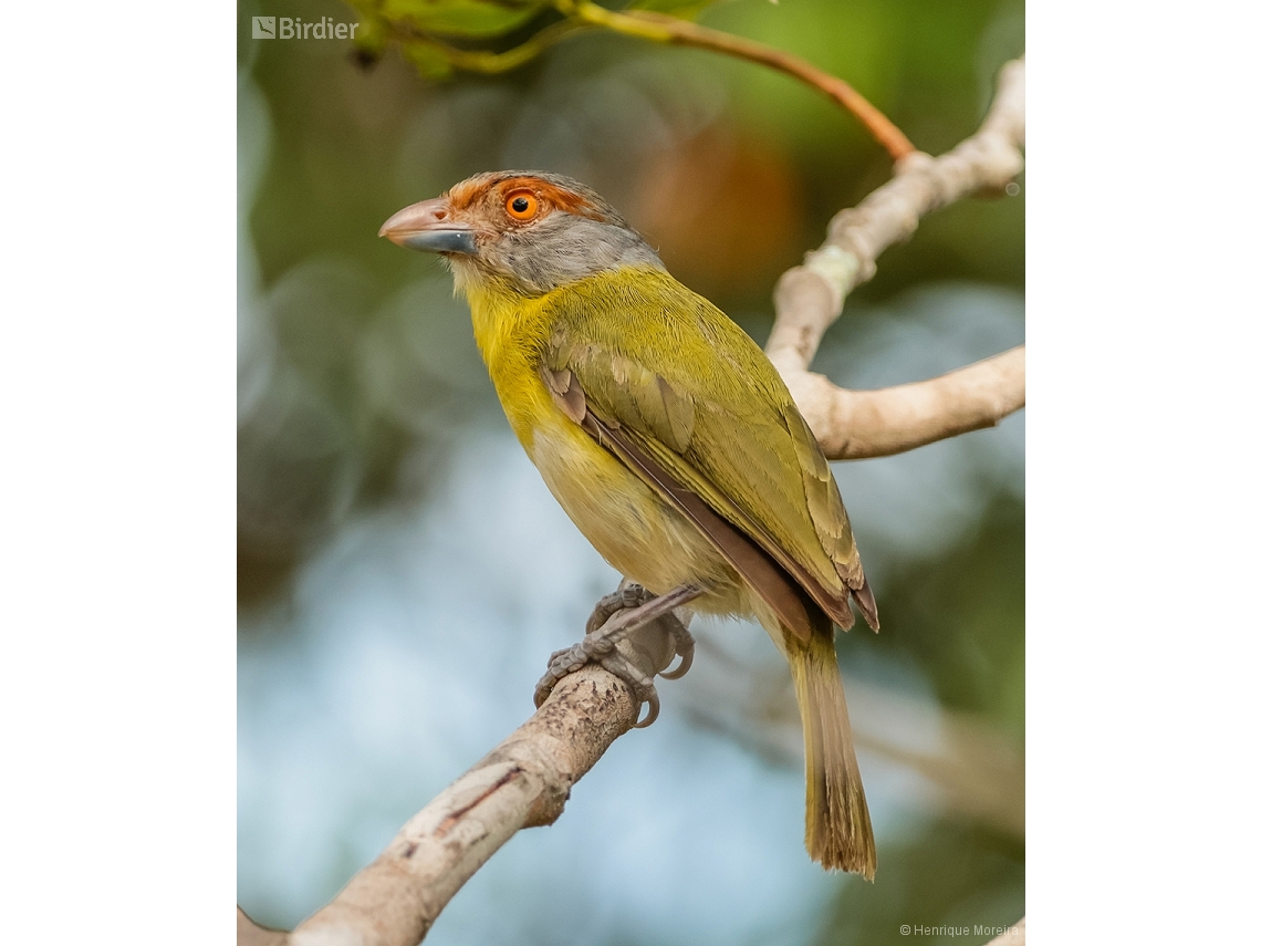Cyclarhis gujanensis