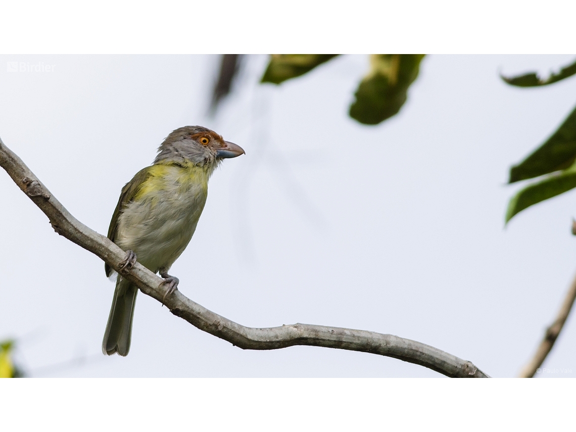 Cyclarhis gujanensis