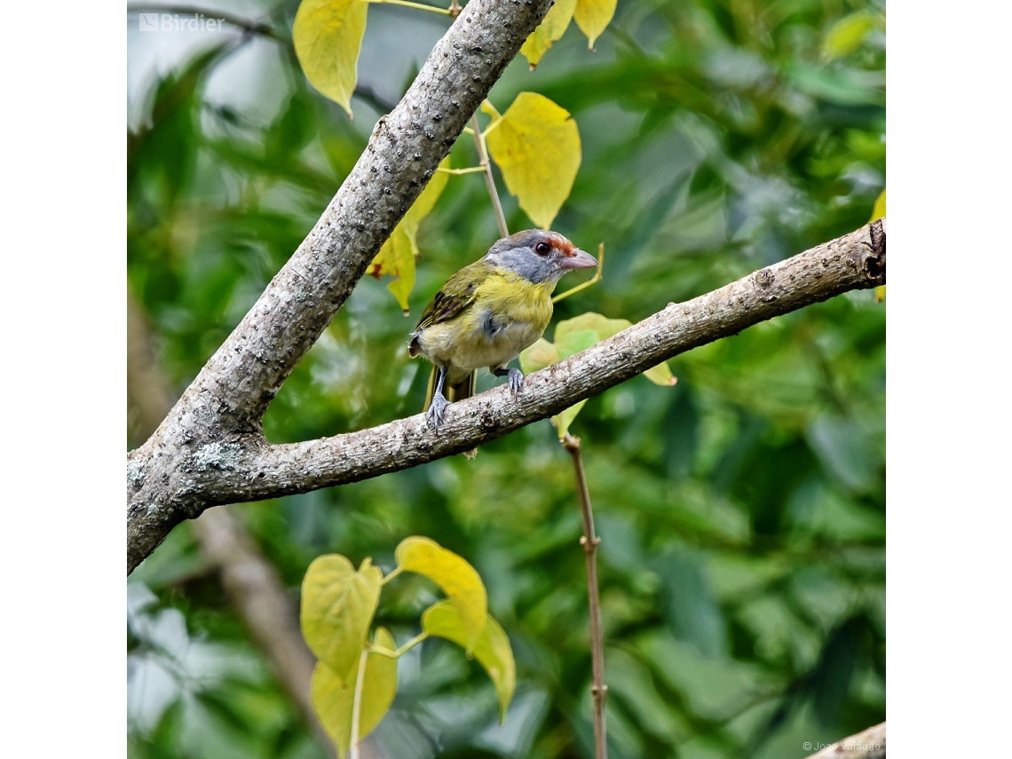 Cyclarhis gujanensis