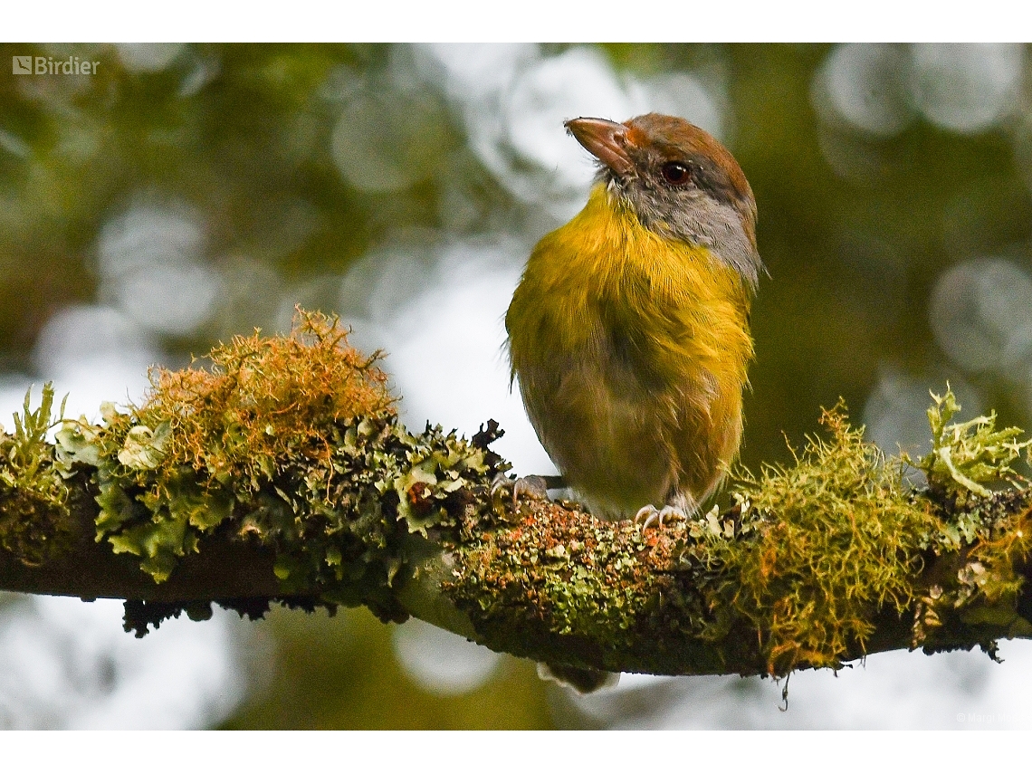 Cyclarhis gujanensis