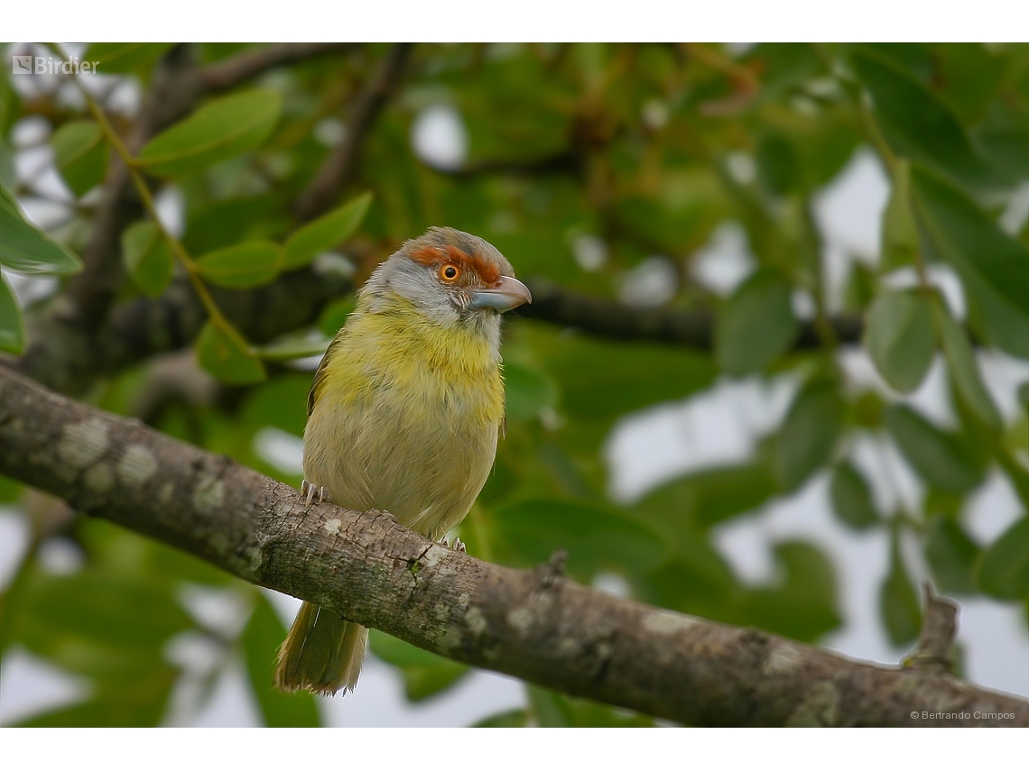 Cyclarhis gujanensis