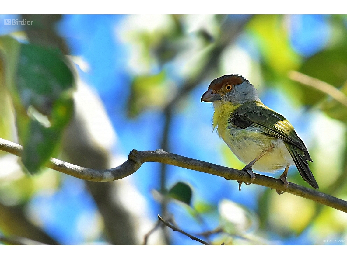 Cyclarhis gujanensis