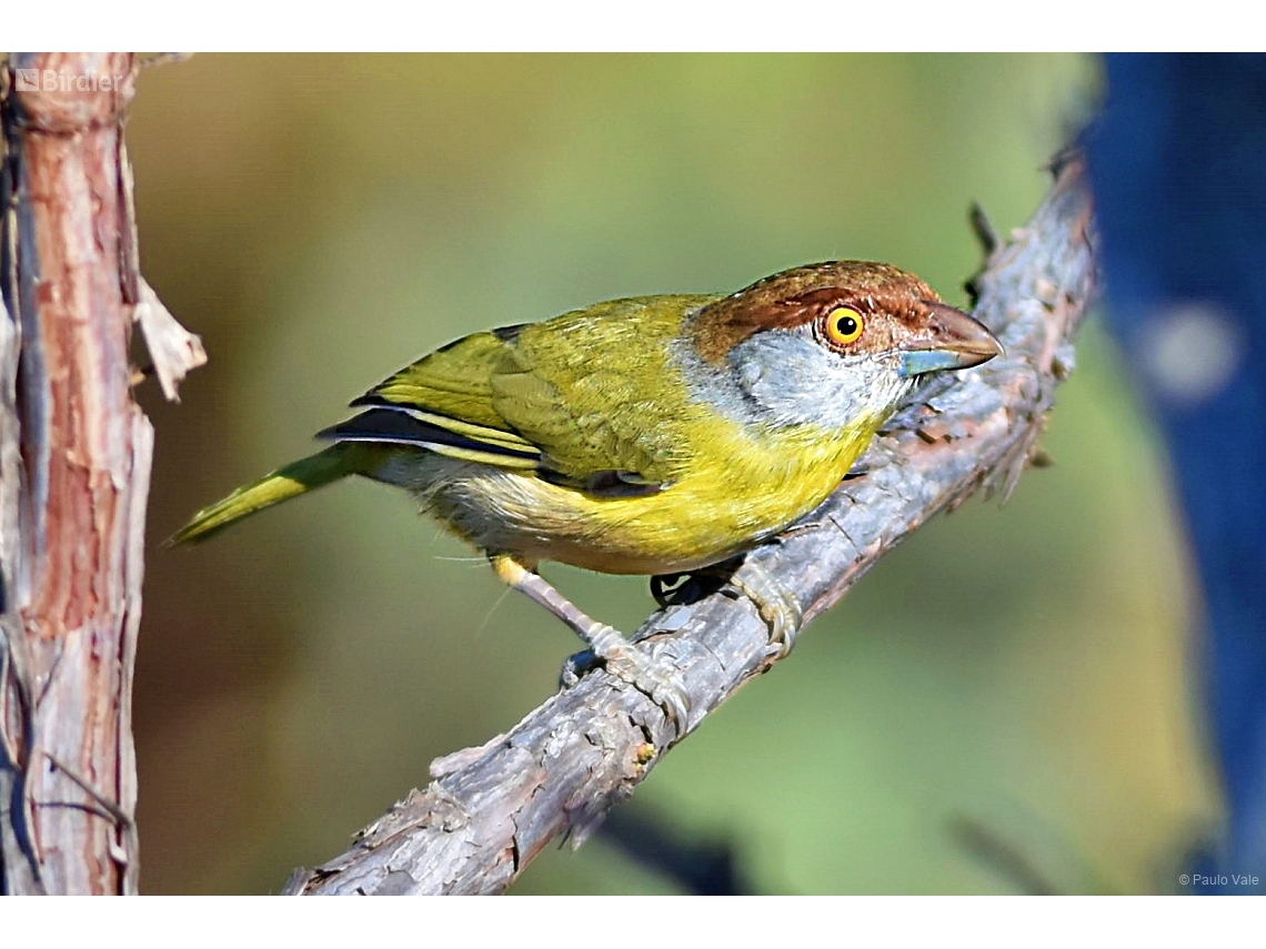 Cyclarhis gujanensis