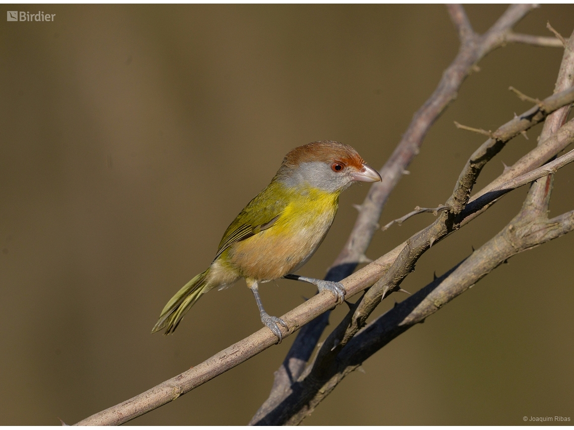 Cyclarhis gujanensis