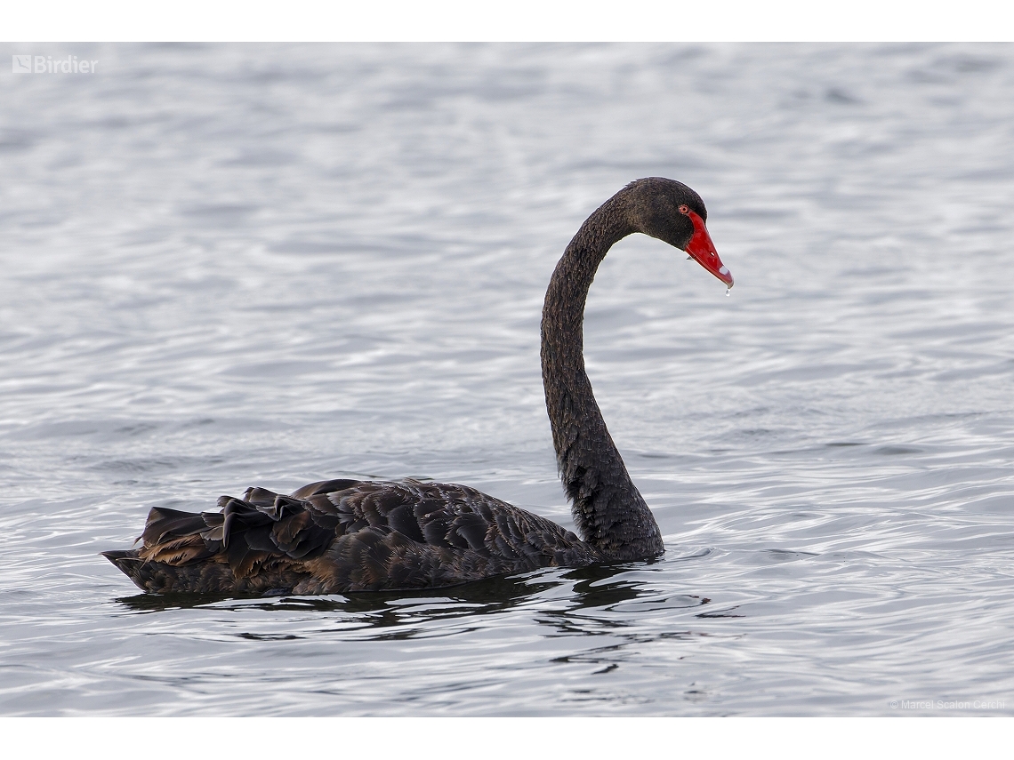 Cygnus atratus