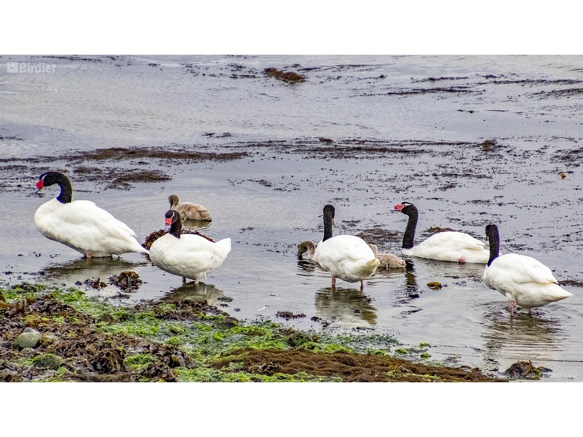 Cygnus melancoryphus