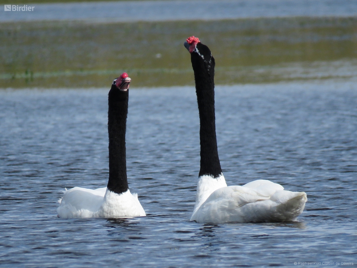 Cygnus melancoryphus
