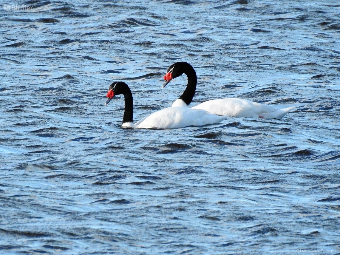 Cygnus melancoryphus