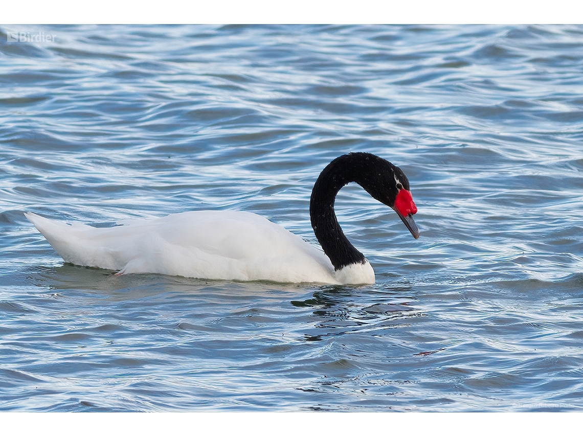 Cygnus melancoryphus