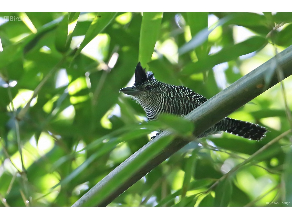 Cymbilaimus sanctaemariae