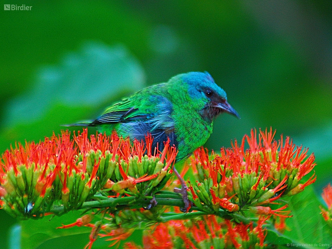 Dacnis cayana