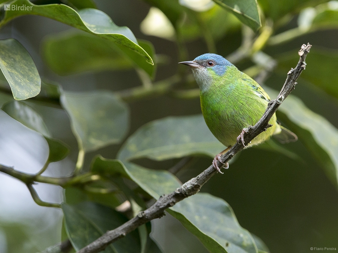 Dacnis cayana