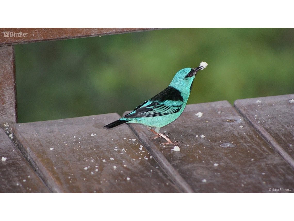 Dacnis cayana