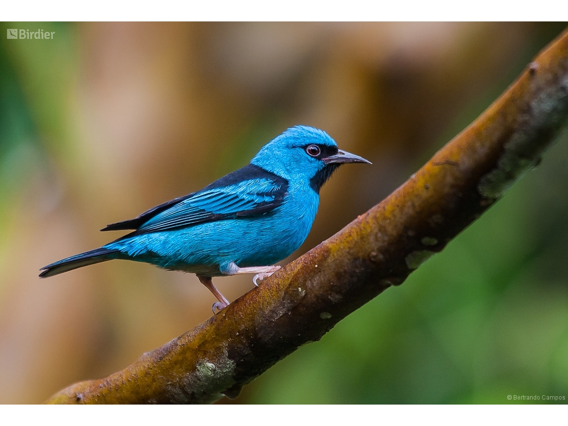 Dacnis cayana