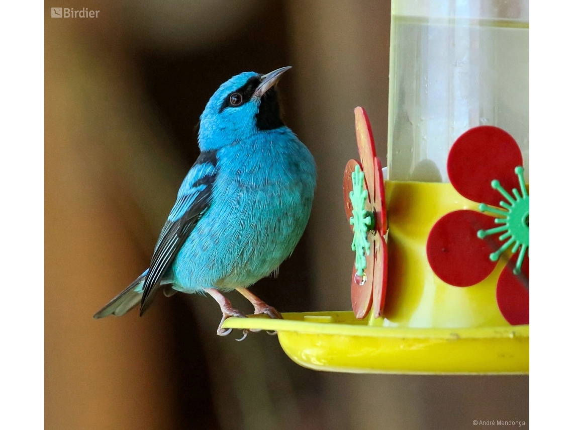 Dacnis cayana