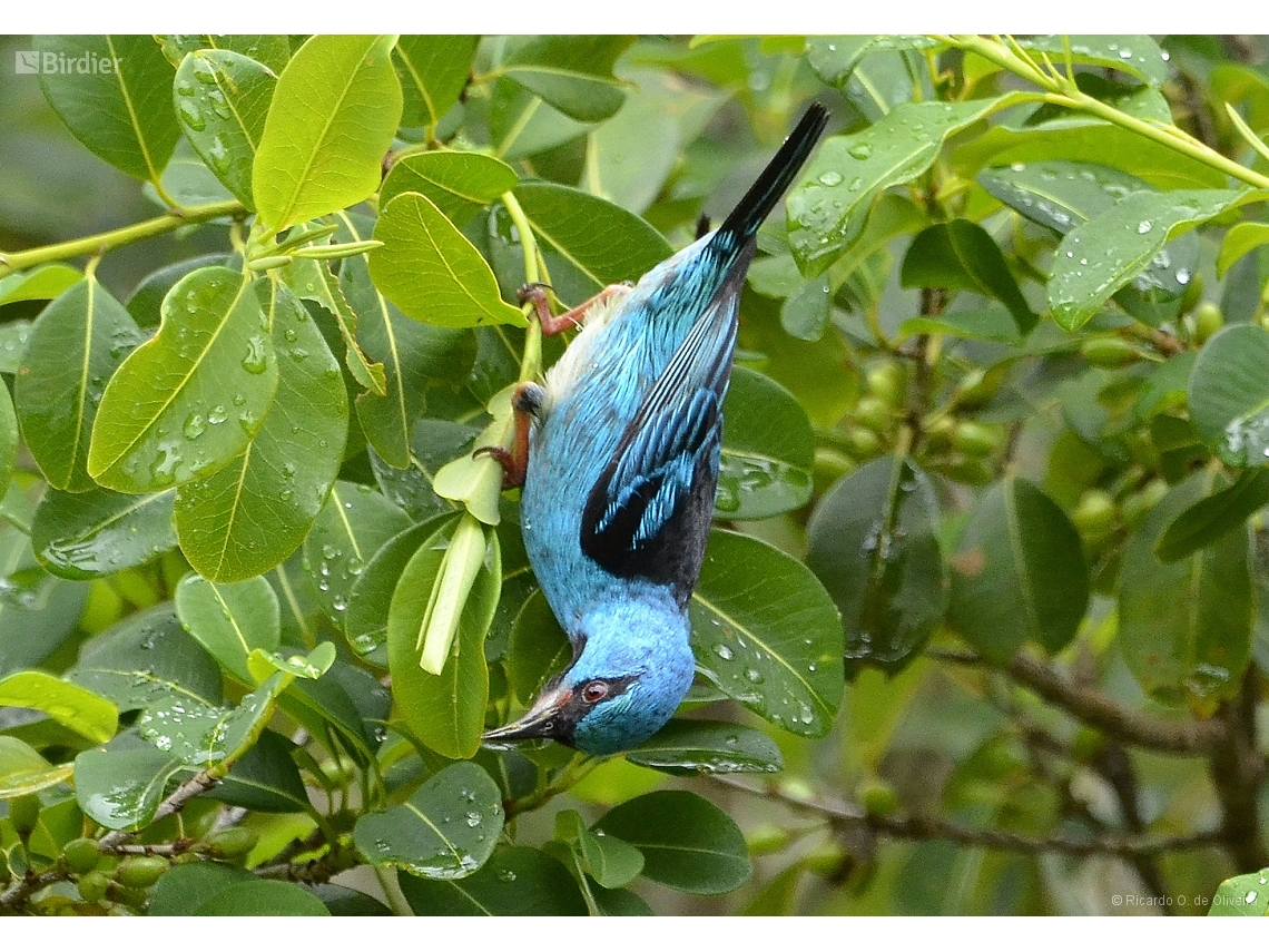 Dacnis cayana