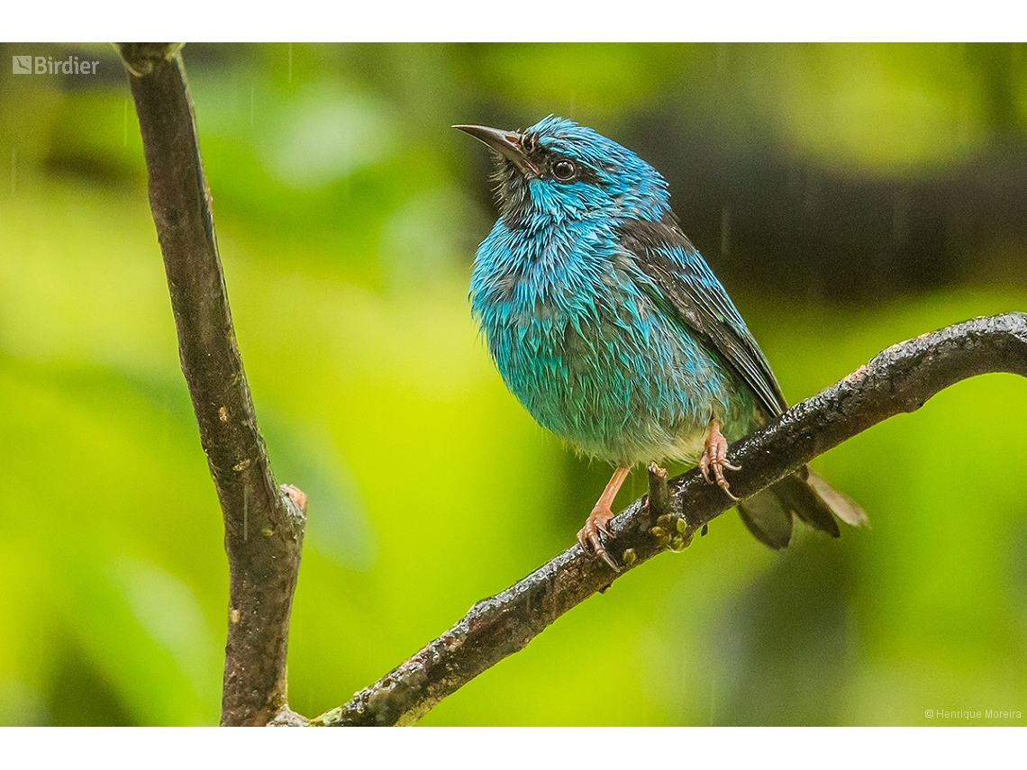 Dacnis cayana