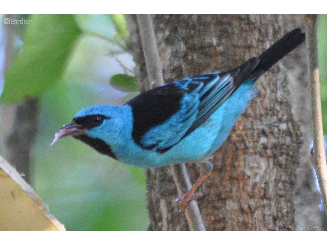 Dacnis cayana