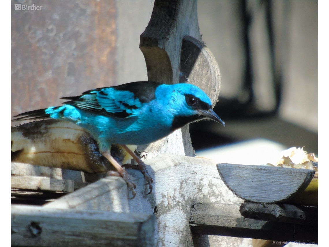 Dacnis cayana
