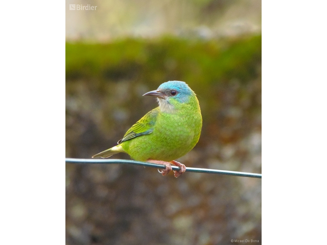 Dacnis cayana