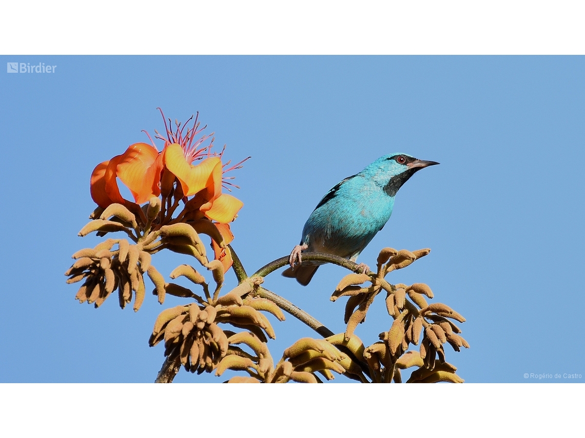 Dacnis cayana