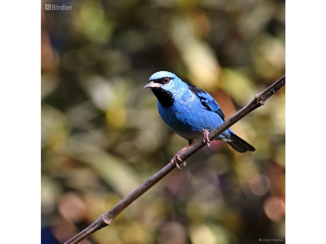 Dacnis cayana