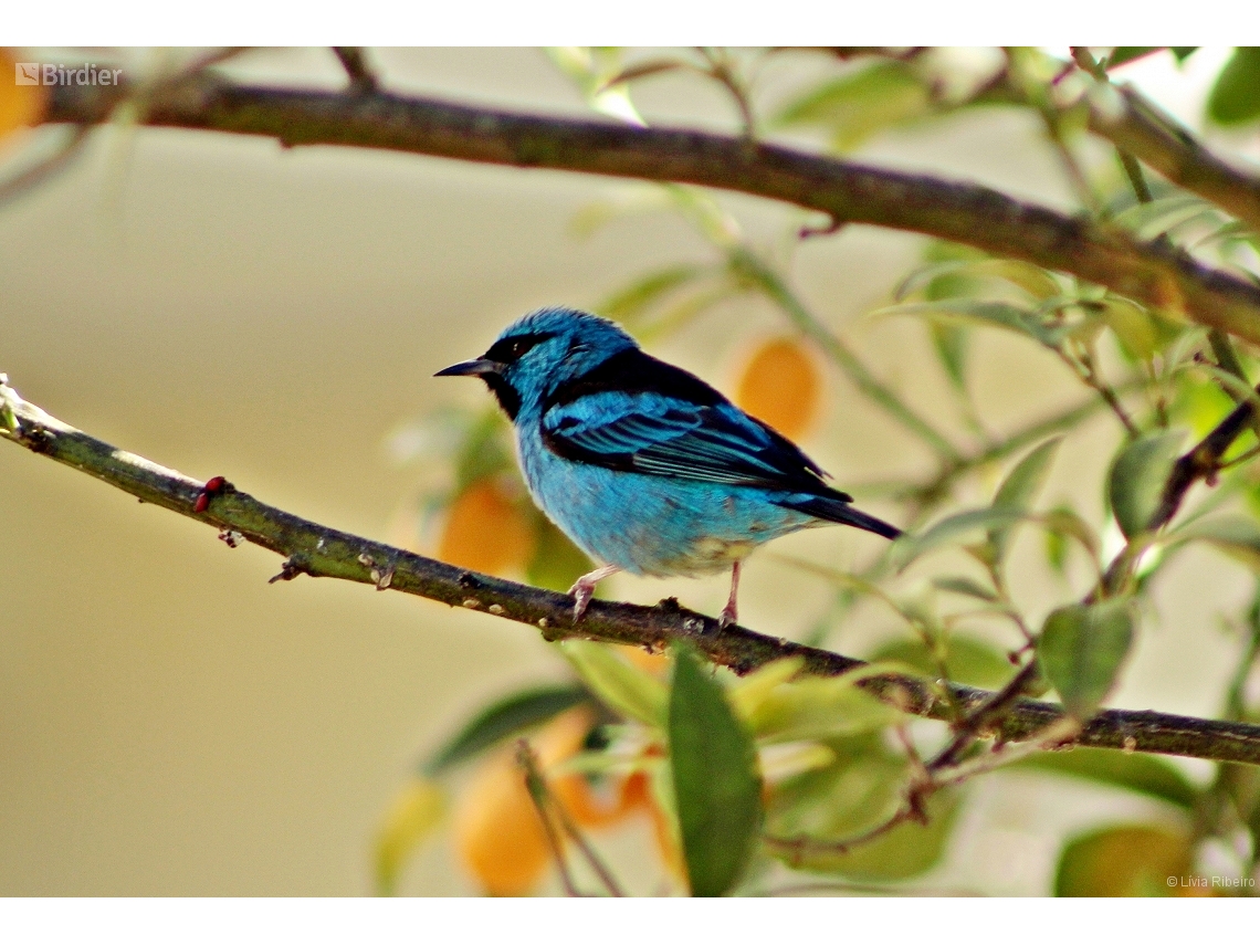 Dacnis cayana