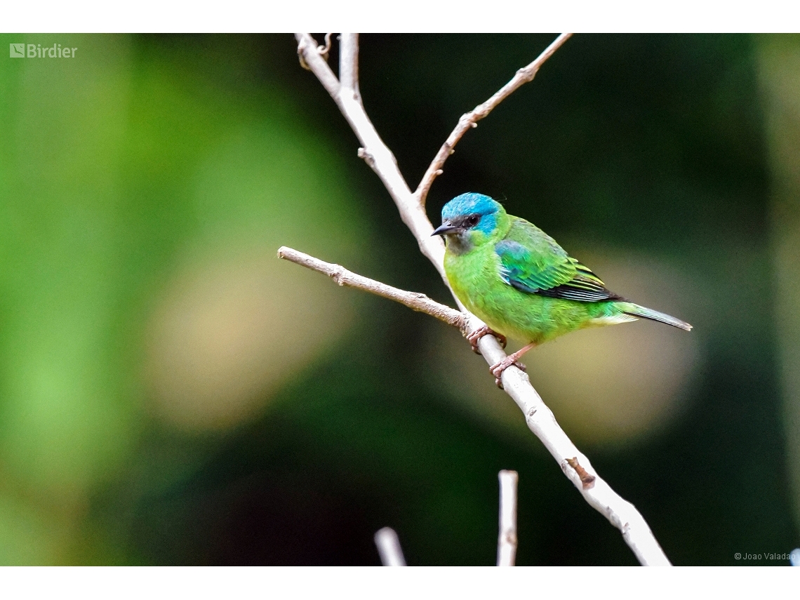 Dacnis cayana