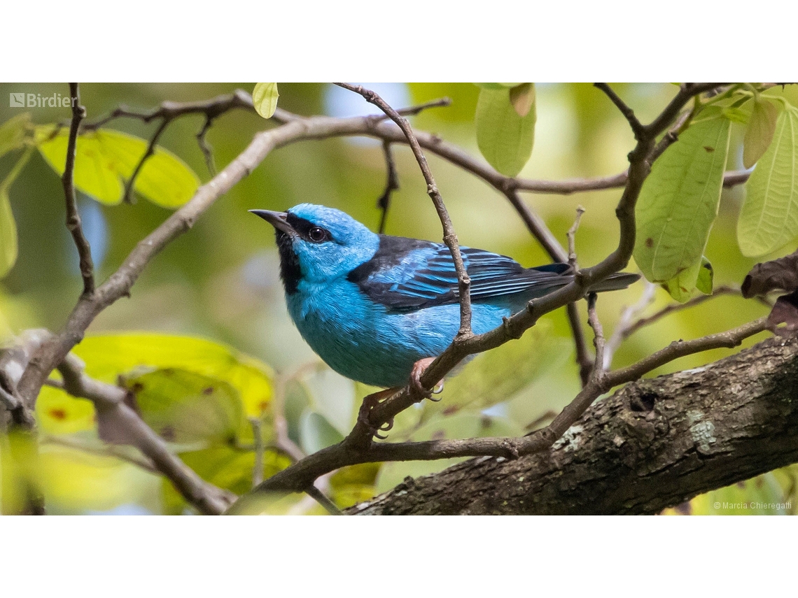 Dacnis cayana