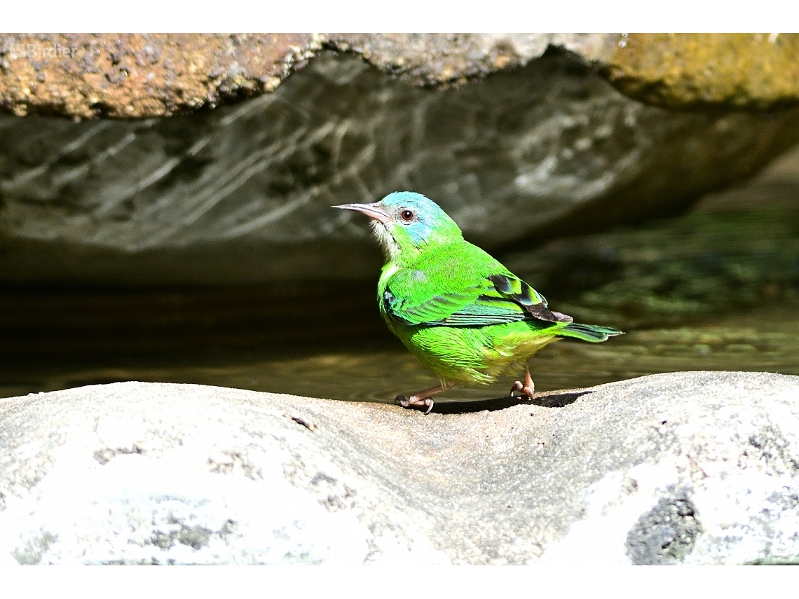 Dacnis cayana