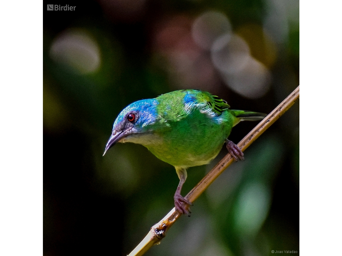Dacnis cayana