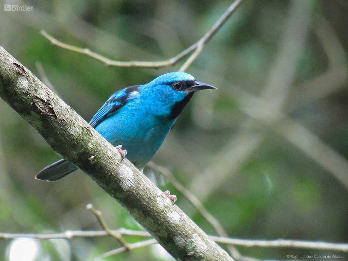 Dacnis cayana