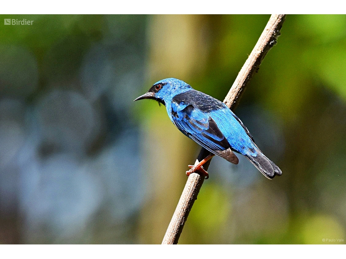 Dacnis cayana