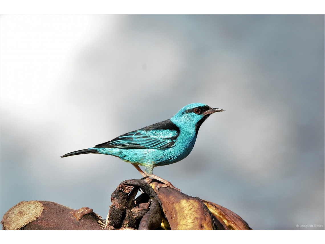 Dacnis cayana