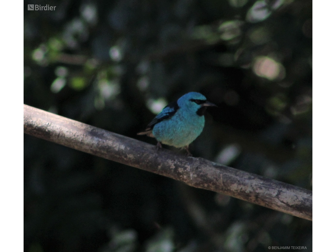 Dacnis cayana