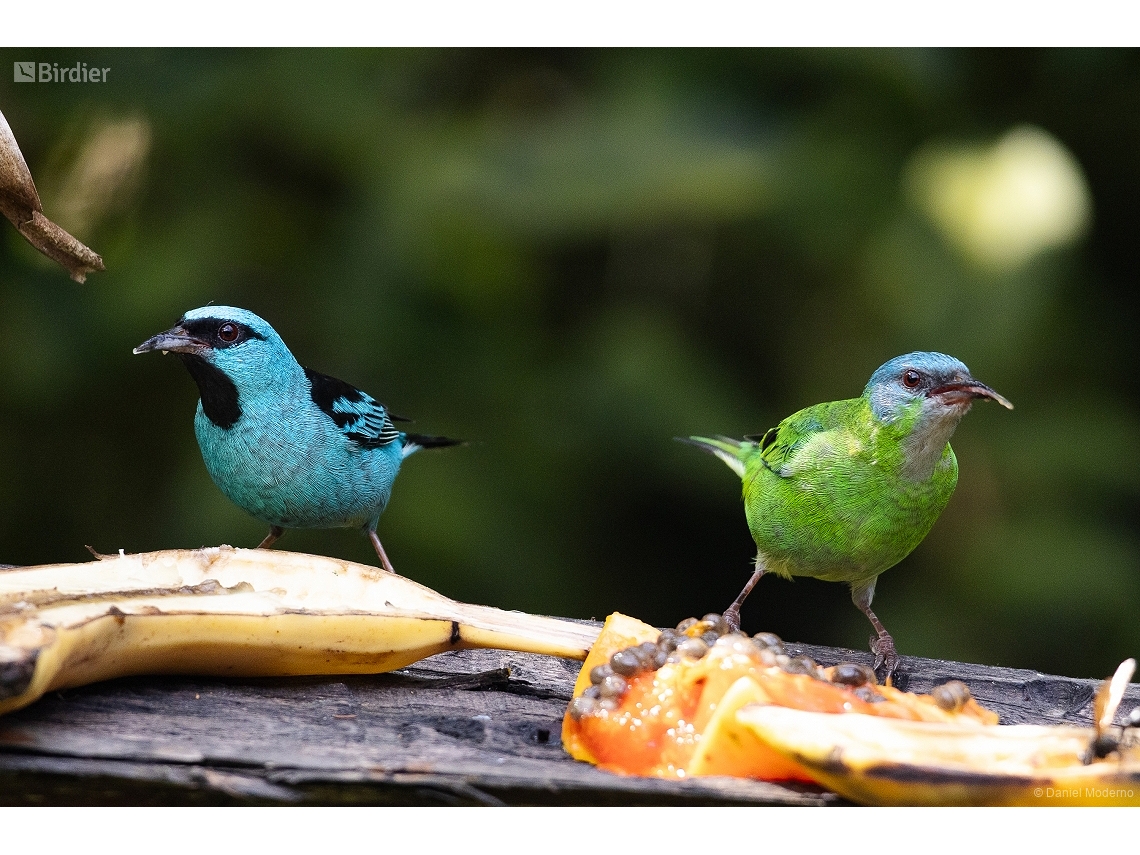 Dacnis cayana
