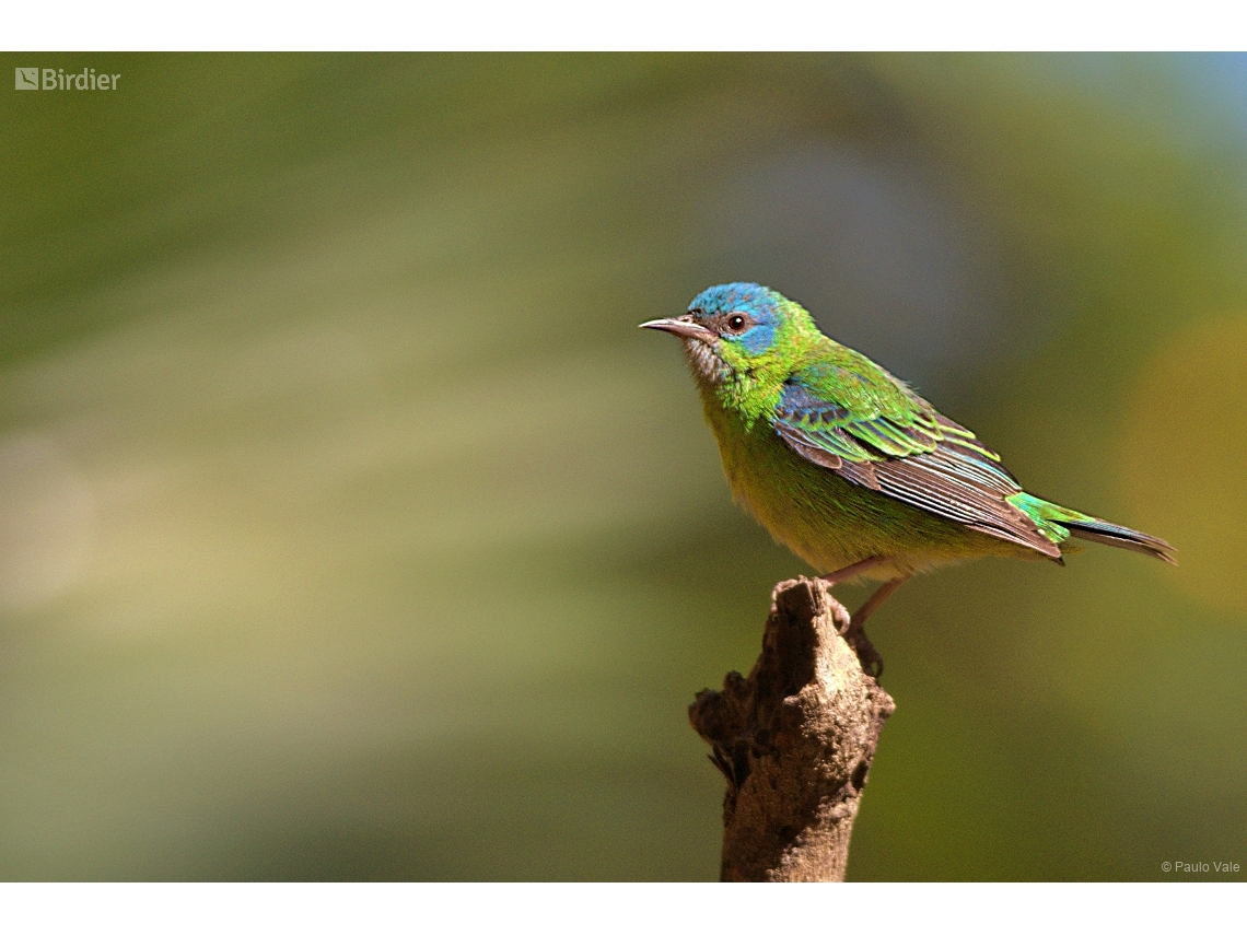 Dacnis cayana