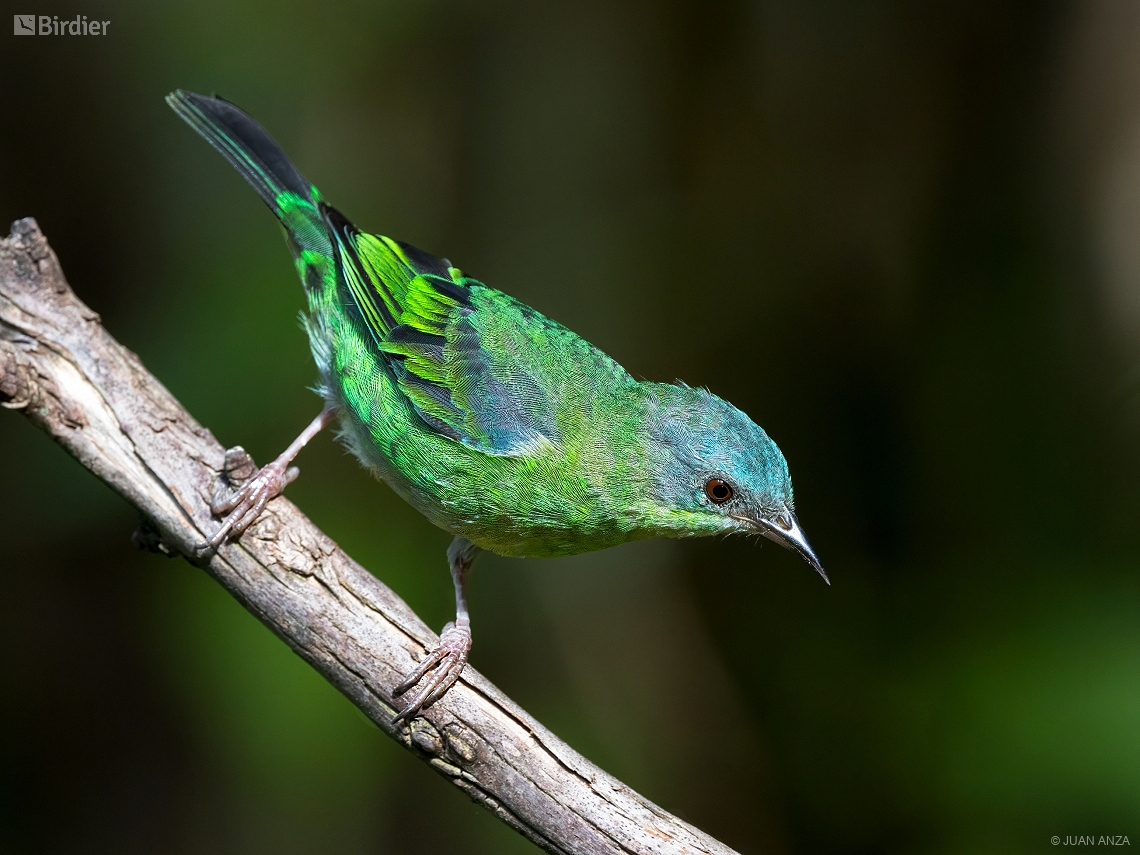 Dacnis cayana