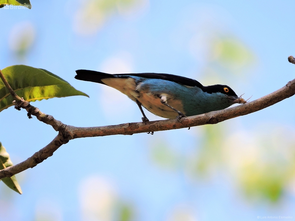 Dacnis lineata