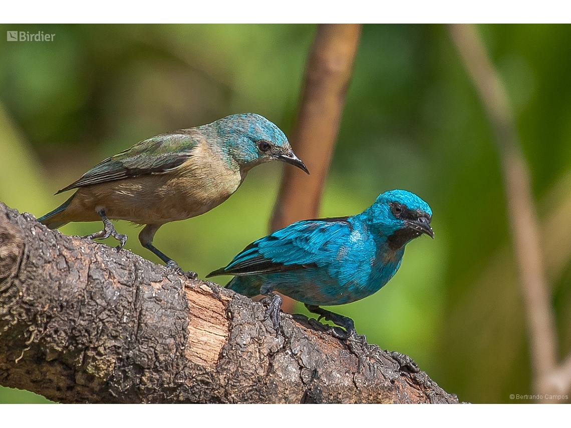 Dacnis nigripes