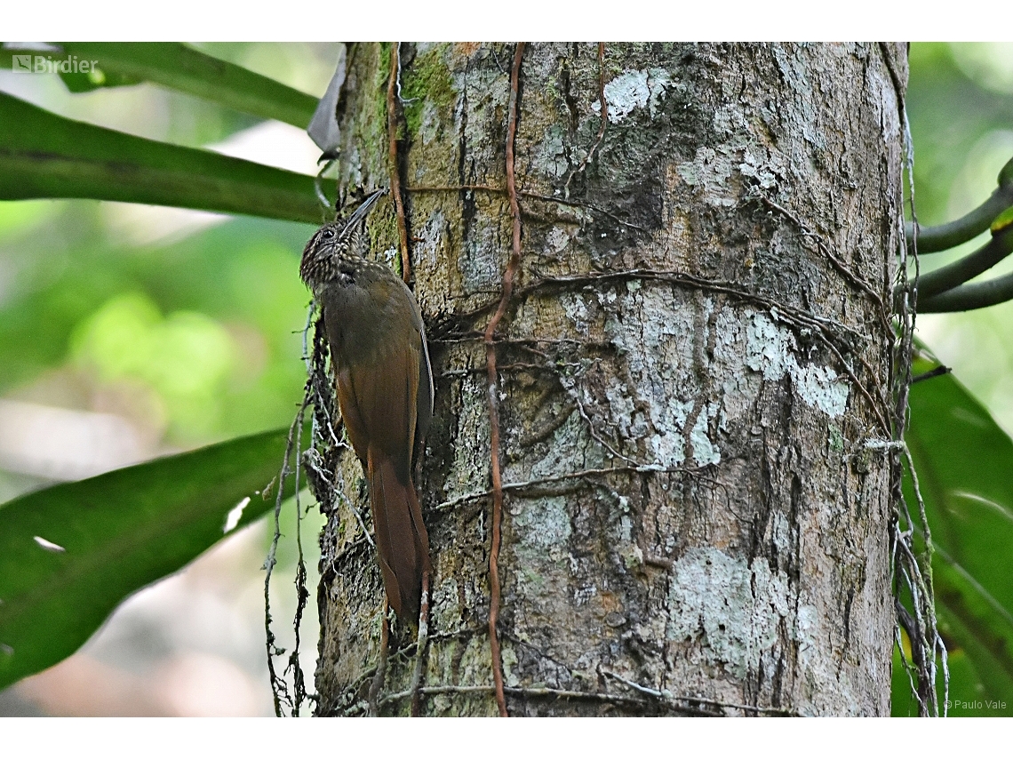 Deconychura longicauda