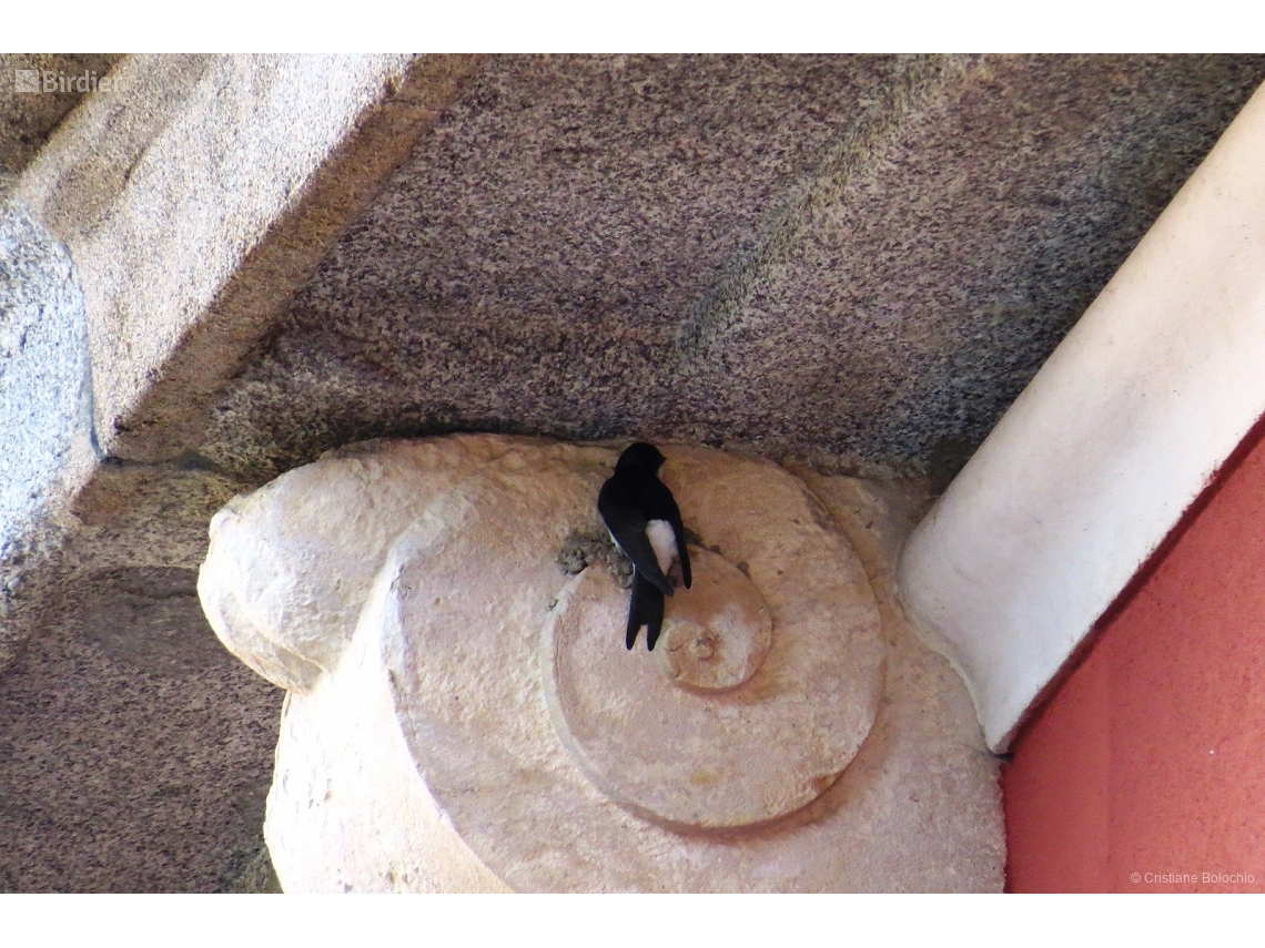 Delichon urbicum