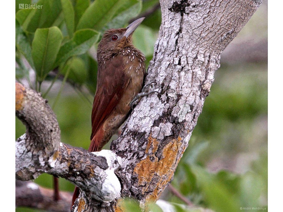 Dendrexetastes rufigula