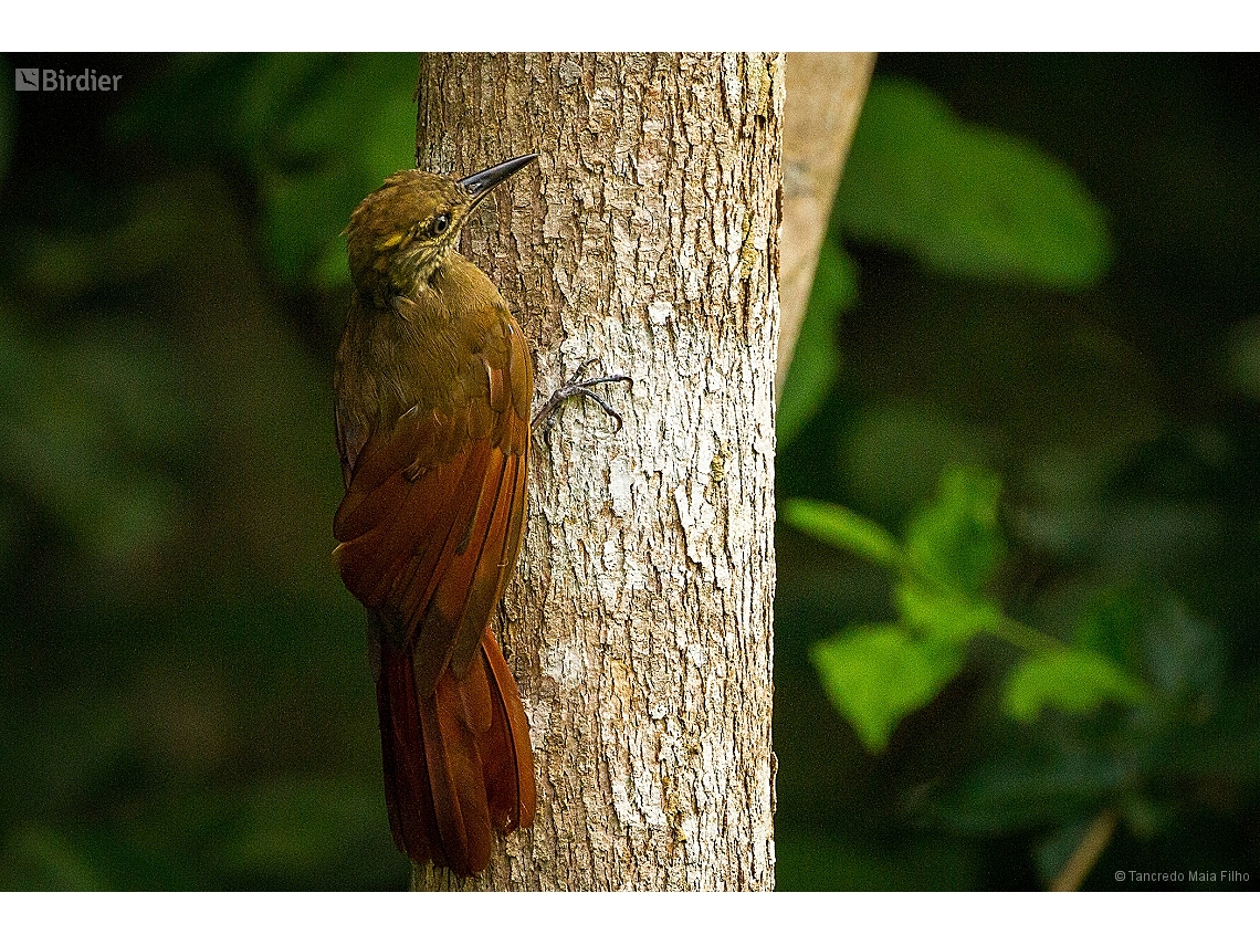 Dendrocincla fuliginosa