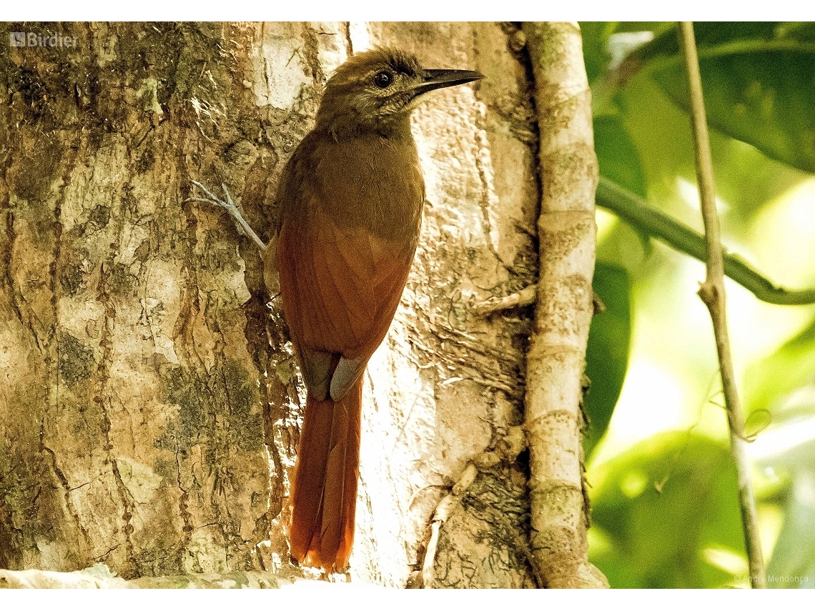 Dendrocincla fuliginosa